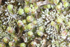 Mannia fragrans
