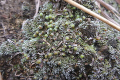 Mannia fragrans