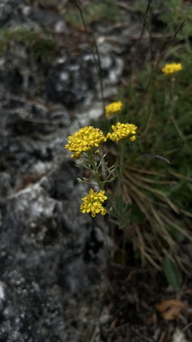Alyssum repens, photograph 2