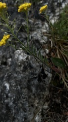Alyssum repens, photograph (c) Conrad Altmann, some rights reserved (CC BY)