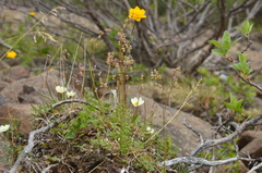Thalictrum alpinum