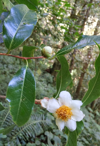 Camellia sinensis