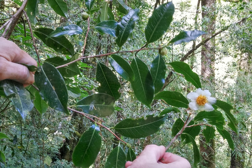 Camellia sinensis