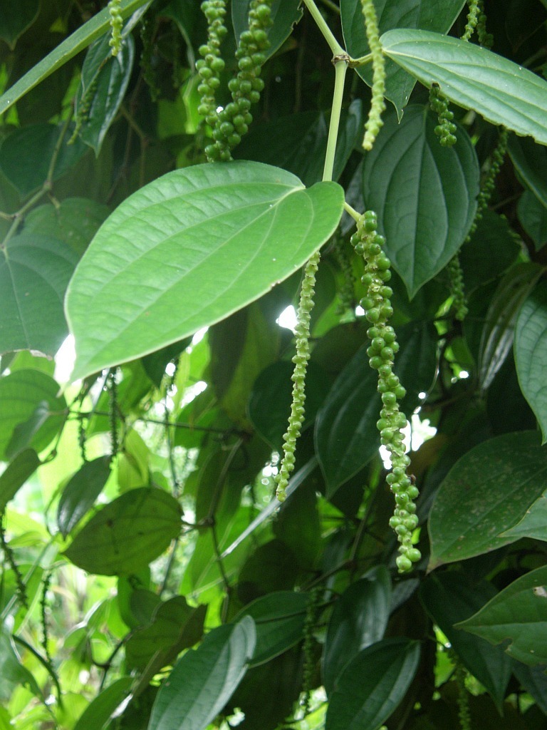 Piper nigrum, Magharibi, Tanzania