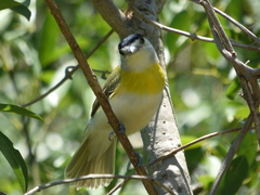 Pachyramphus viridis