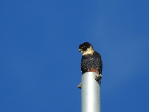 Bat Falcon