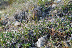 Thalictrum alpinum
