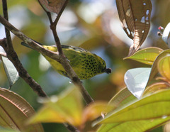 Ixothraupis xanthogastra