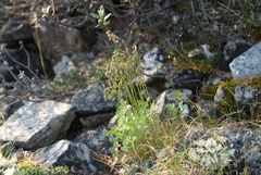 Thalictrum alpinum