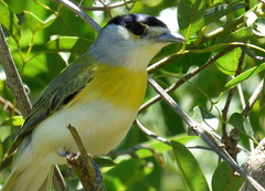 Pachyramphus viridis