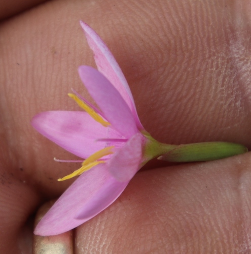 Image of Hesperantha baurii by (c) Tony Rebelo, some rights reserved (CC BY-SA)