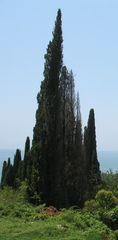 Cupressus sempervirens