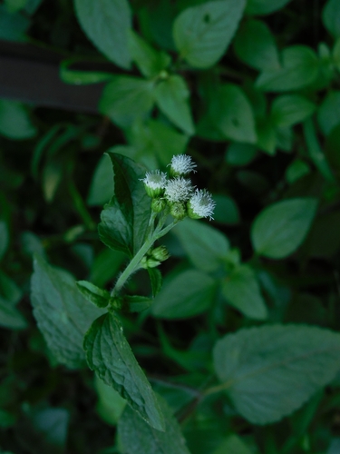 billygoat weed