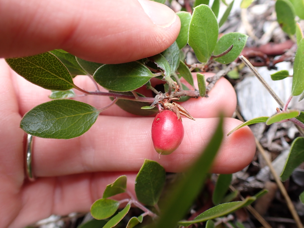 Arctostaphylos hookeri; photograph (c) Steven Lamonde, some rights reserved (CC BY)
