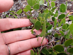 Arctostaphylos hookeri, photograph (c) Steven Lamonde, some rights reserved (CC BY)