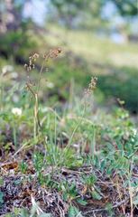 Thalictrum alpinum