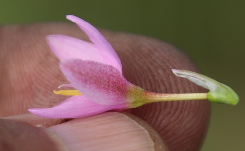 Image of Hesperantha baurii by (c) Tony Rebelo, some rights reserved (CC BY-SA)