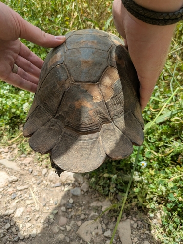 Marginated Tortoise