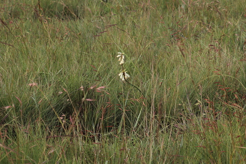 Image of Watsonia watsonioides by (c) Tony Rebelo, some rights reserved (CC BY-SA)