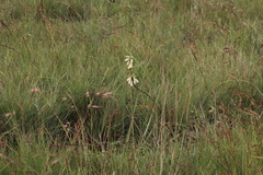 Watsonia watsonioides