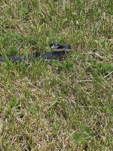 Black Rat Snake