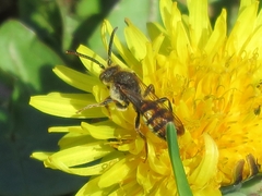 Nomada leucophthalma