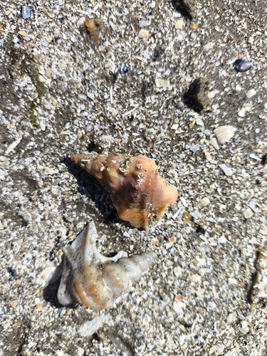 Aporrhais pespelecani