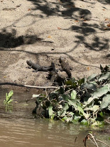 American Crocodile observed by mbacci