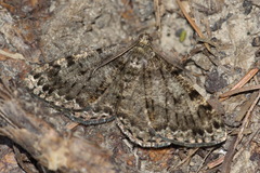 Deileptenia ribeata