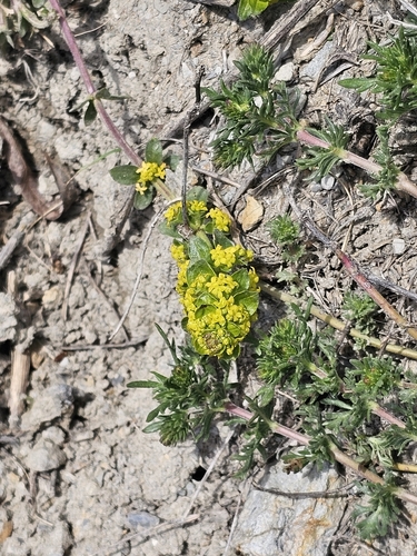Cruciata taurica (Cruciata taurica)