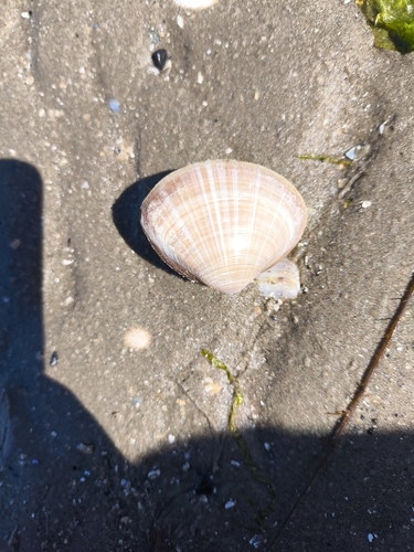 Mactra stultorum