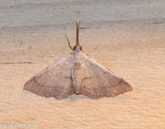 Cyclomia mopsaria