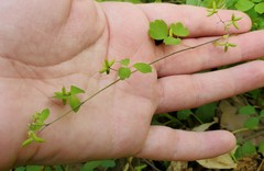 Thalictrum arkansanum