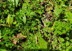 Thalictrum arkansanum