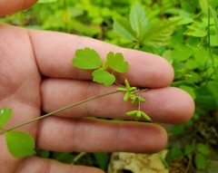 Thalictrum arkansanum