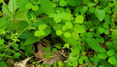 Thalictrum arkansanum