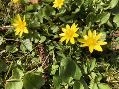 Ficaria verna