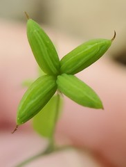 Thalictrum arkansanum