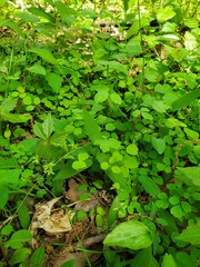 Thalictrum arkansanum