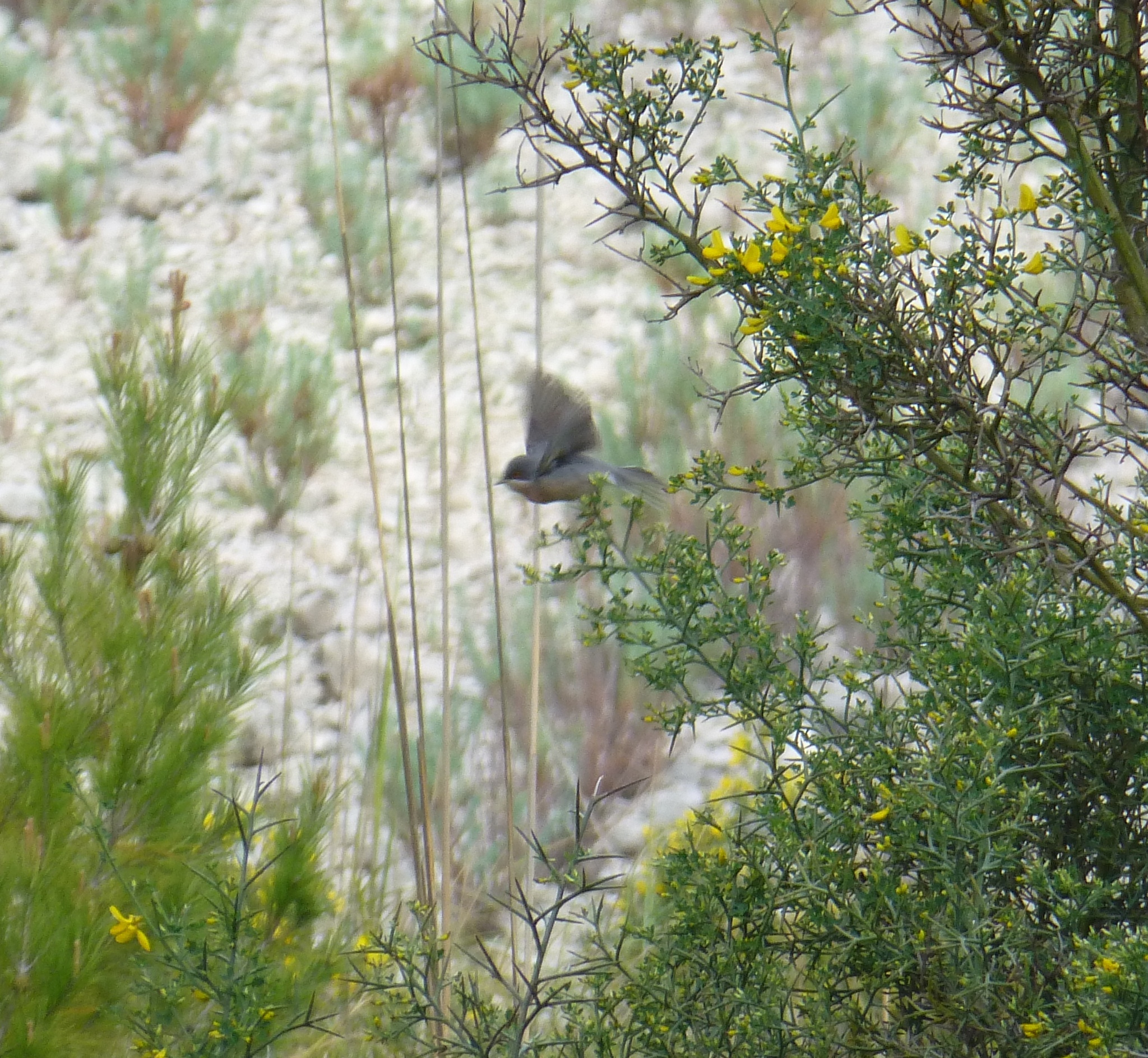 Moltoni's Warbler (Curruca subalpina), photo 3