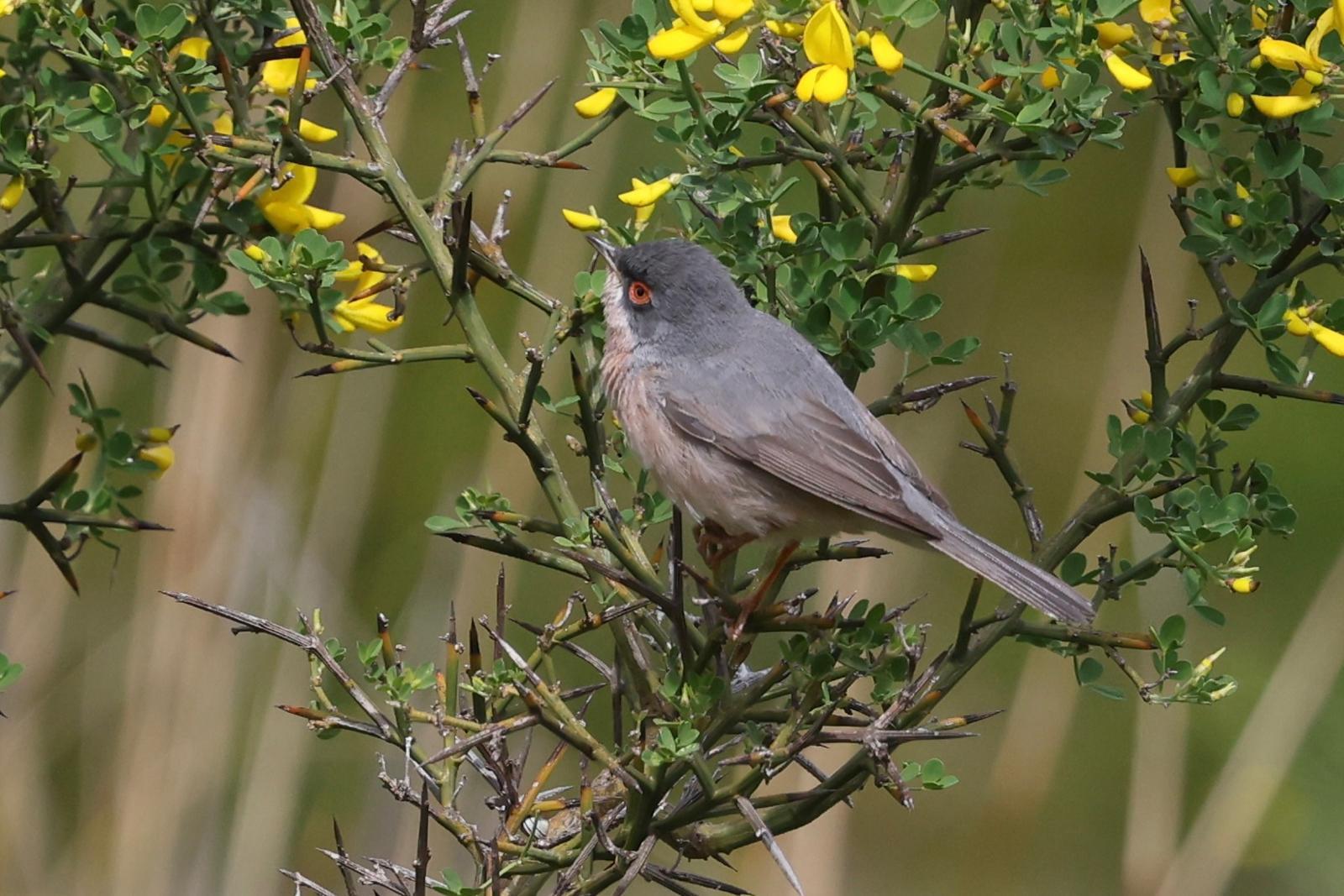 Moltoni's Warbler (Curruca subalpina), photo 4