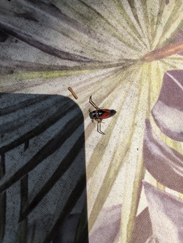 Notonecta lobata