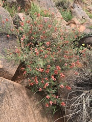Indigofera heterotricha