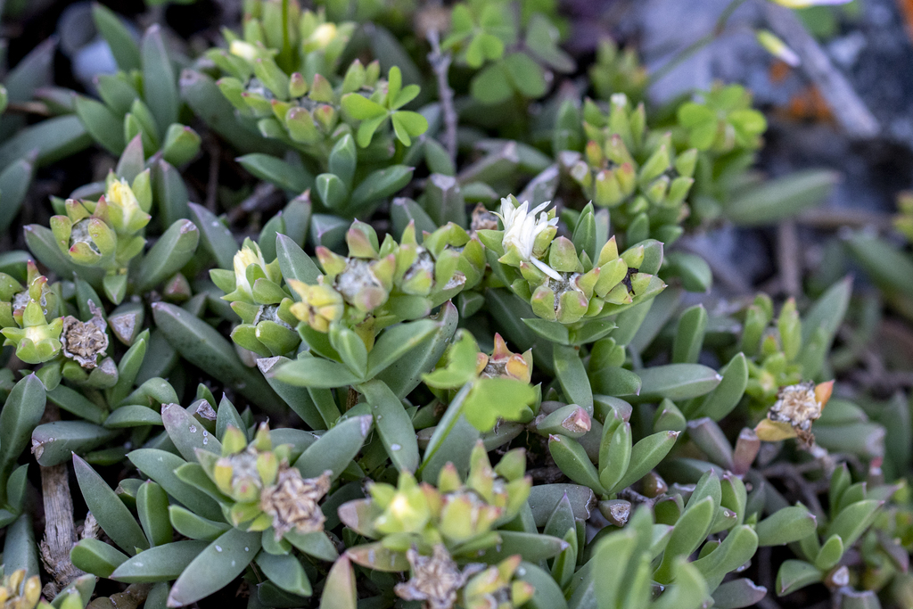 Delosperma guthriei; photograph (c) magriet b, some rights reserved (CC BY-SA)