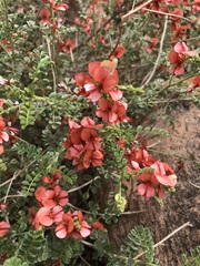 Indigofera heterotricha