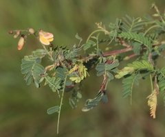 Aeschynomene rehmannii