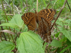 Junonia chorimene