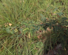 Aeschynomene rehmannii