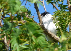 Xenopsaris albinucha