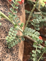 Indigofera heterotricha